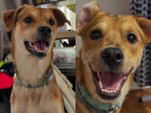 Dog caramelo da abertura de "Vale Tudo" foi resgatado de um esgoto e hoje mora em Copacabana