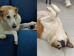 "Cachorro gordo da UFSM" é promovido a pró-reitor e conquista a web com fofura