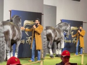 Gusttavo Lima leiloa sociedade de cavalo que brilhou em série da Netflix. Saiba quanto!