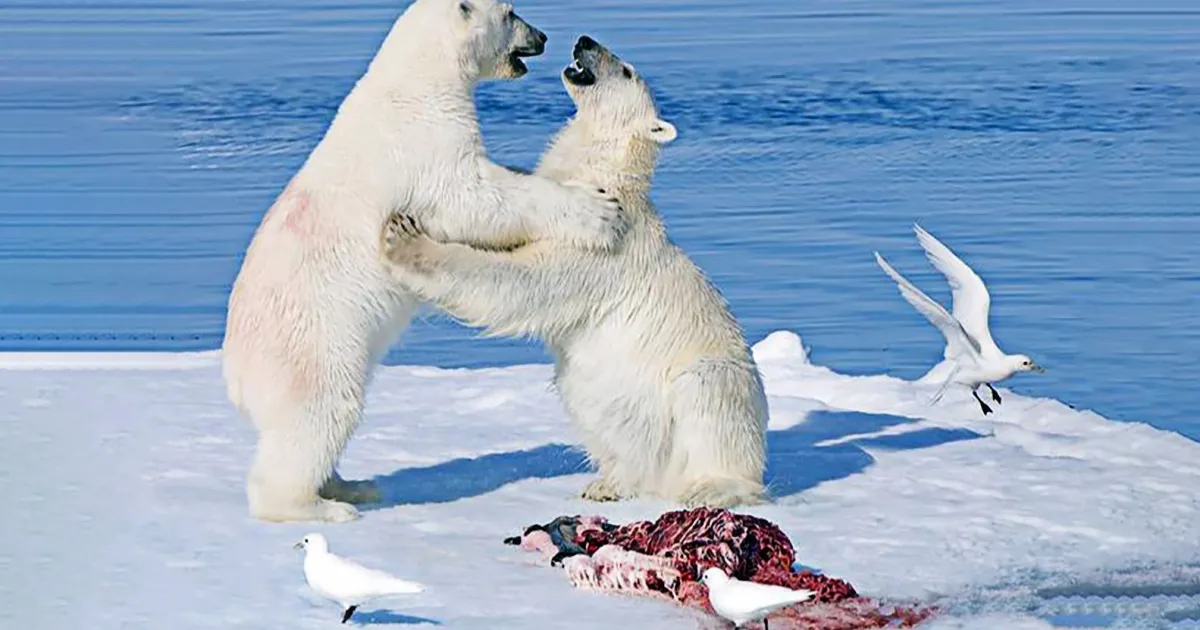 Sobras de comida de ursos polares alimentam animais comedores de carniça